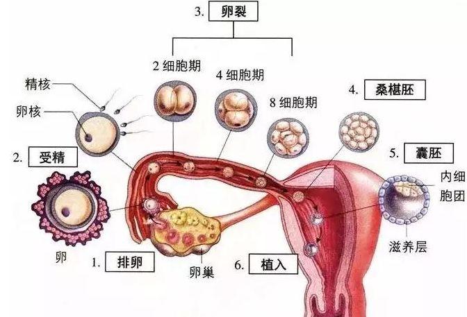 供卵生子流程_供卵生子流程:一窥生殖医学的奇妙世界