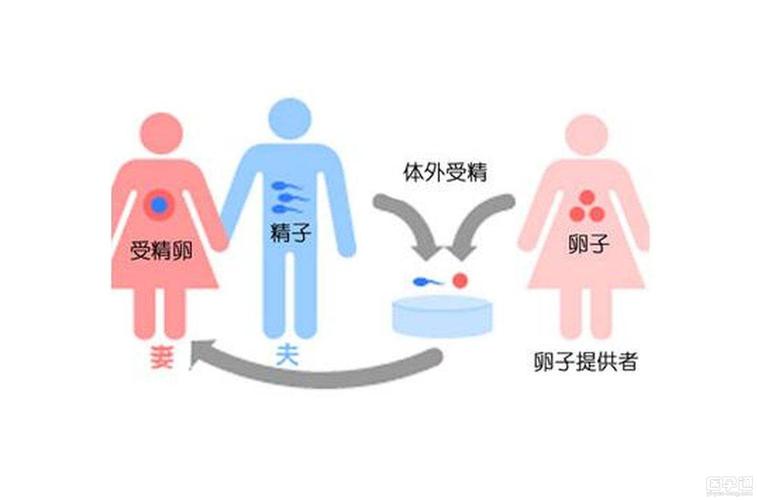 供卵需要具备什么条件(供卵需具备哪些条件?)