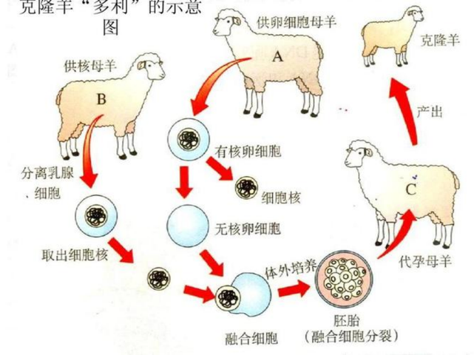 供卵有孕母的基因吗-基因医学:探讨供卵有孕母的基因伦理问题