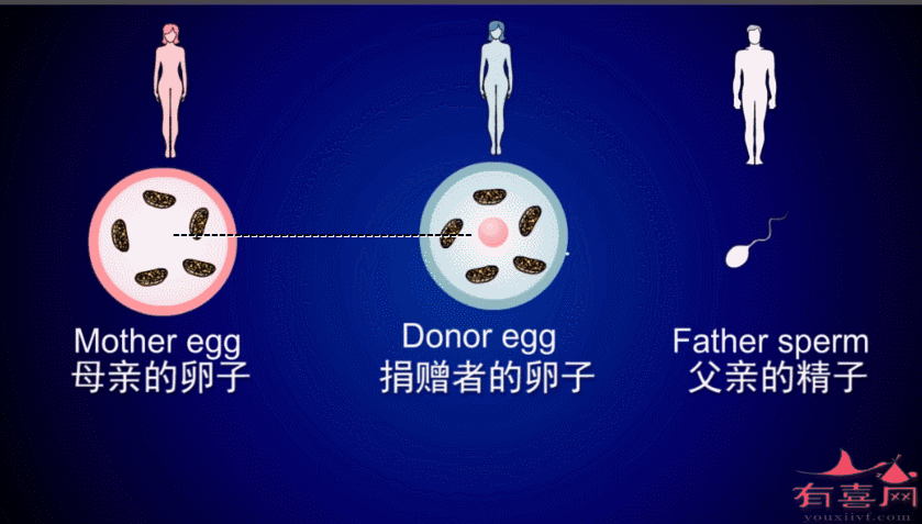 供卵试管代怀双胞胎_双胞胎梦想实现:供卵试管代怀助您圆双胞胎梦